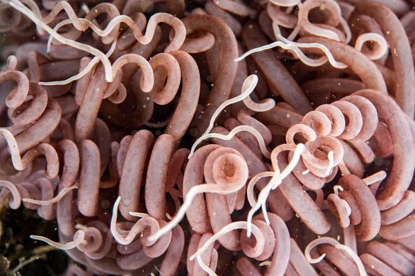 Anemone tentacles detail close up macro view — Stock Photo, Image
