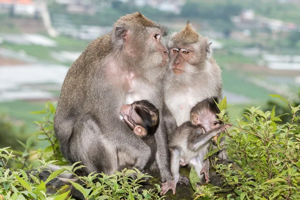 Indonesia mono macaco mono primer plano retrato —  Fotos de Stock