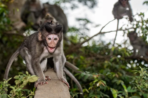 Indonésie singe macaque singe gros plan portrait — Photo