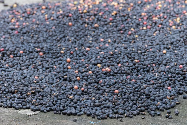 Zbierane dojrzałe Nasiona kawy z Indonezja bali wyspa — Zdjęcie stockowe
