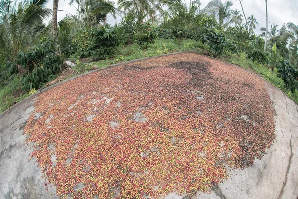 Cosechado Semillas de café maduras de la isla de Indonesia bali —  Fotos de Stock