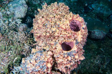  Mavi arka plan divinig Endonezya ise dev sünger