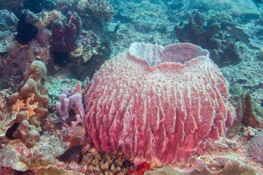  Mavi arka plan divinig Endonezya ise dev sünger