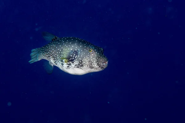 Poisson-globe noir blanc repéré de près — Photo