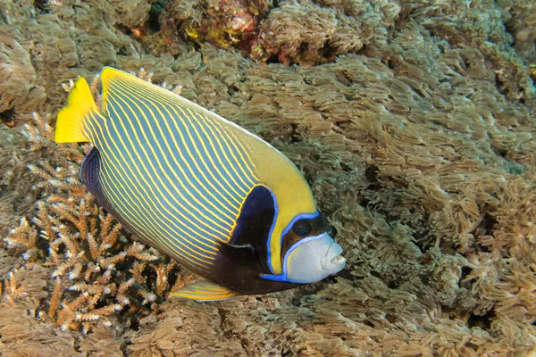 Adult Emperor angel fish  portrait close up in maldives — Stock Photo, Image