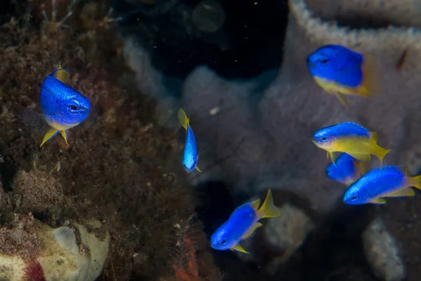 Piccolo pesce su casa di coralli per Pesci che tuffano indonesia — Foto Stock