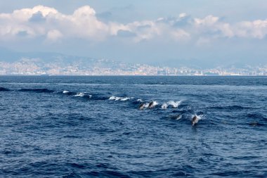 derin mavi denize atlama sırasında yunus