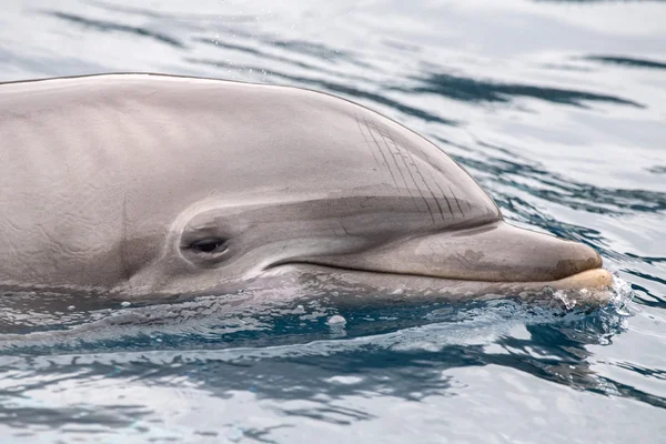 Dolphin blízko se portrét detailu při pohledu na vás — Stock fotografie