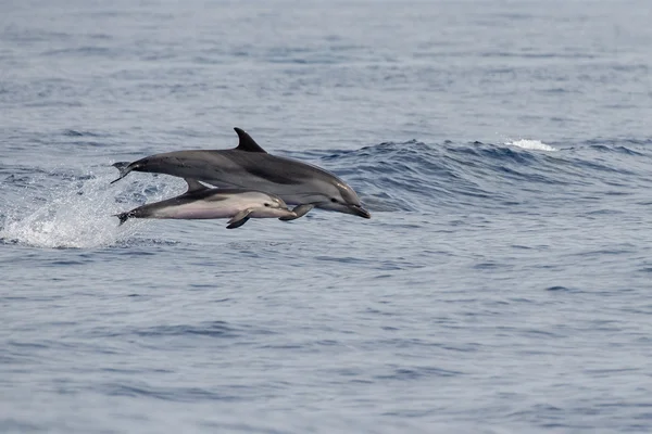 Дельфин во время прыжка в глубокое синее море — стоковое фото