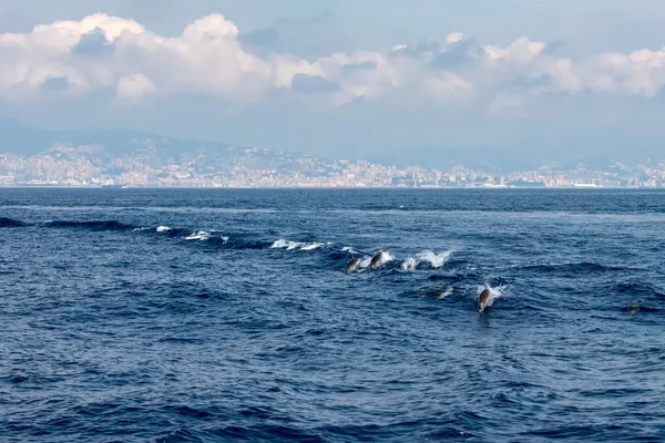 Delfino mentre salta nel mare blu profondo — Foto Stock