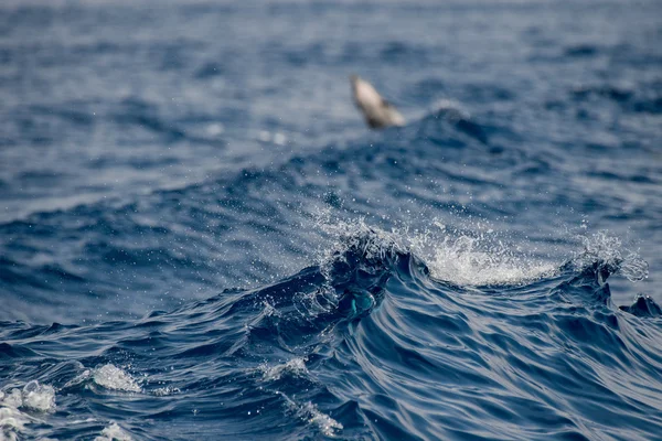 Delfín mientras salta en el mar azul profundo —  Fotos de Stock