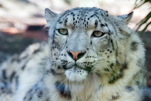 Snöleopard nära upp porträtt titt på du — Stockfoto