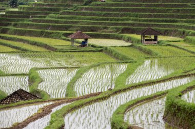 Teras pirinç alan Bali Endonezya görünümü panorama
