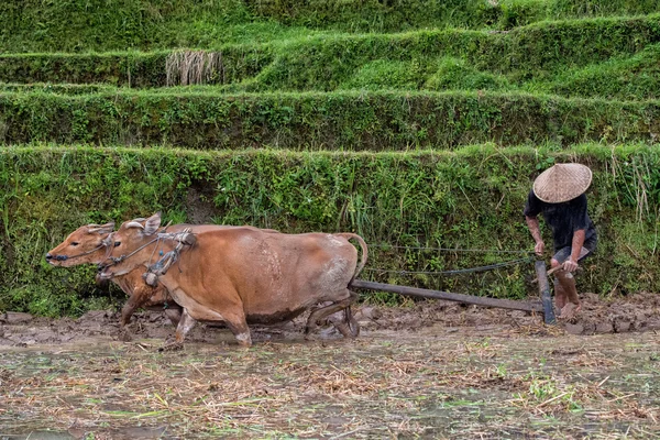 Pirinç Bali inek Saban ile tarlayı süre adam — Stok fotoğraf