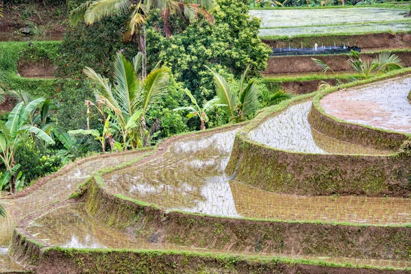 Taras ryżu pola w bali Indonezja widok panorama — Zdjęcie stockowe