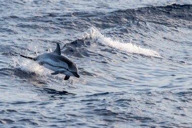 derin mavi denize atlama sırasında yunus