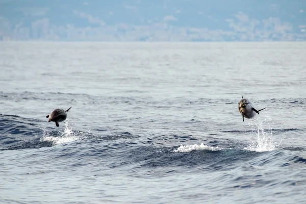 Delfín mientras salta en el mar azul profundo — Foto de Stock