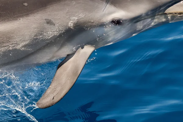 Dauphin tout en sautant dans la mer bleu profond — Photo