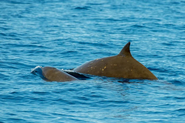 Rara oca becco balena delfino Ziphius cavirostris — Foto Stock