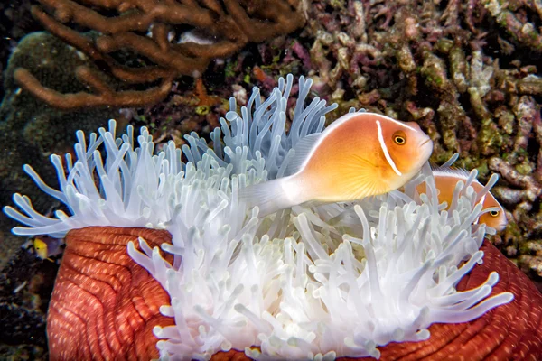 Clown fisk inuti röda anemone i Indonesien — Stockfoto