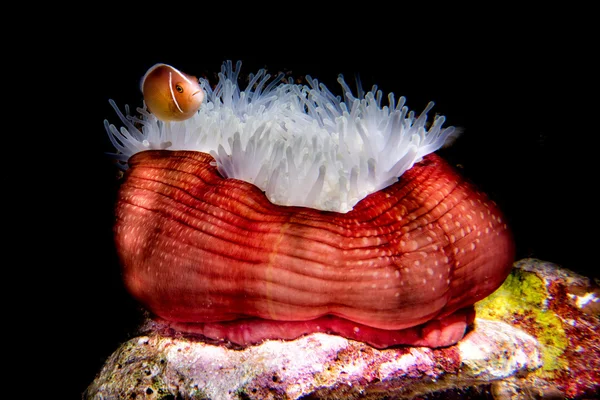 Peces payaso dentro de anémona roja en indonesia — Foto de Stock