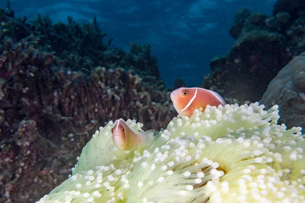 Palyaço balık kırmızı anemone Endonezya içinde — Stok fotoğraf