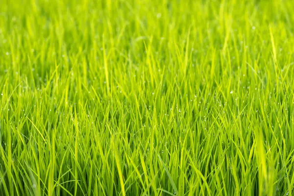 Рисова рослина з краплями дощової води макро — стокове фото