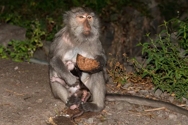 Indonésie singe macaque singe gros plan portrait — Photo