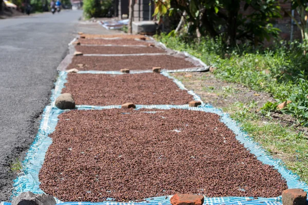 Teentjes verspreid te drogen aan de stralen van de zon in Indonesië — Stockfoto