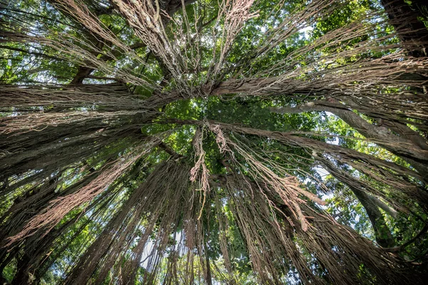 Indonesien Riesen-Ficus-Wald-Panorama von oben — Stockfoto