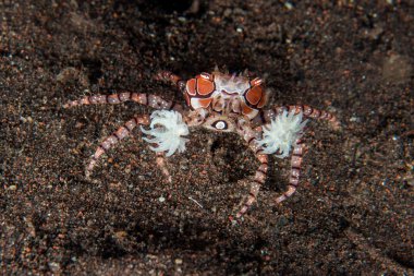 Boksör yengeci su altında portre makroyu kapatın