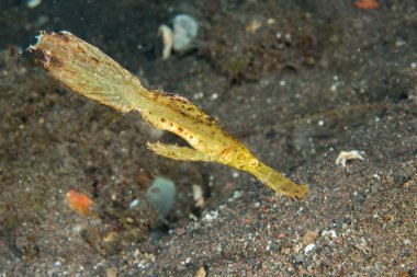 Sarı yaprak balık suyun altında makroyu kapatın