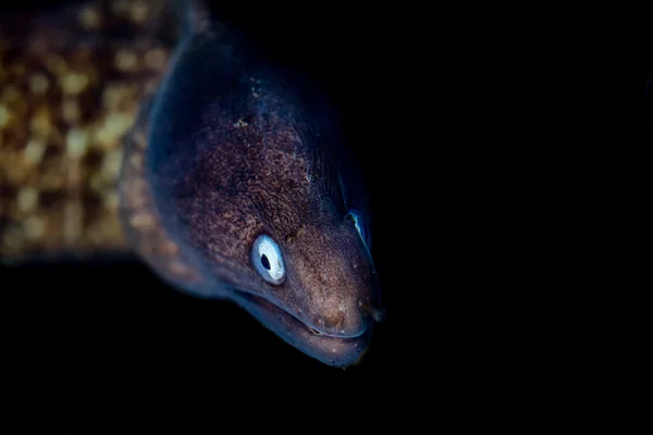 Jaune Portrait d'anguille au mouillage détail en détail dans raja ampat — Photo