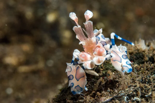 Αρλεκίνος γαρίδες hymenocera elegans picta εσωτερικη — Φωτογραφία Αρχείου