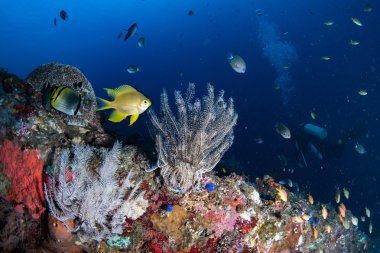 Maldivler Hint Okyanusu kazasında gemi