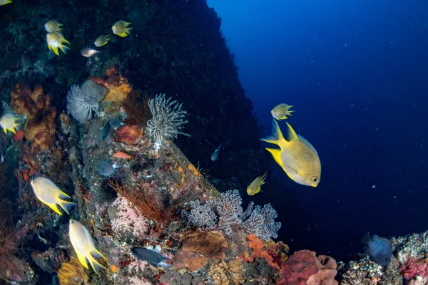 Ship Wreck in maldives indian ocean — Stock Photo, Image