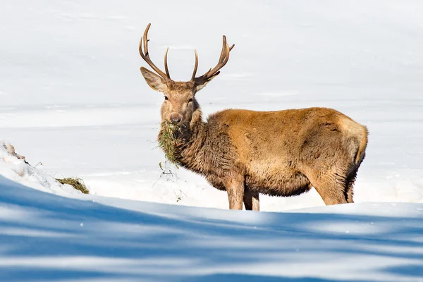 Rådjur stående i snö bakgrunden — Stockfoto