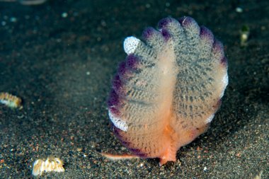 su altında pembe deniz kalem kapatmak makro detay kadar