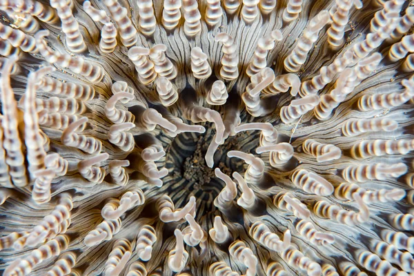 Gamberetti trasparenti su fondo anemone — Foto Stock