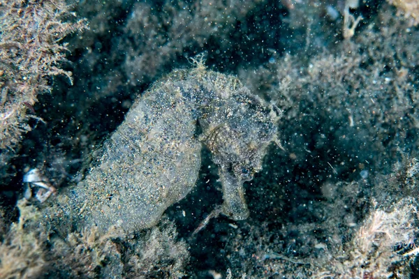 Cavallo nero che ti guarda in Indonesia — Foto Stock