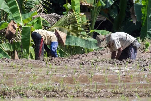 Mensen terwijl groeien en landbouw rijst veld in bali — Stockfoto