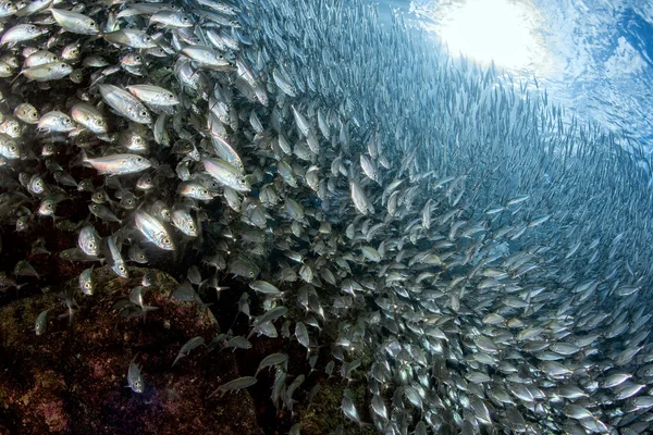 Sardinek hejno ryb pod vodou zblízka — Stock fotografie