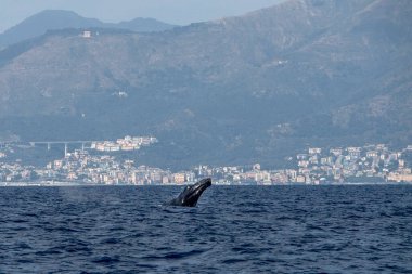 Akdeniz 'deki kambur balina 2020 Ağustos' unda atlarken Cenova yakınlarında çok nadir görülür.