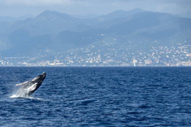 Akdeniz 'deki kambur balina 2020 Ağustos' unda atlarken Cenova yakınlarında çok nadir görülür.