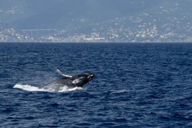 Akdeniz 'deki kambur balina 2020 Ağustos' unda atlarken Cenova yakınlarında çok nadir görülür.