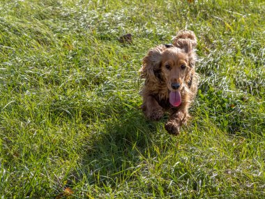 Mutlu yavru köpek cocker spanyel yeşil çimlerde zıplıyor