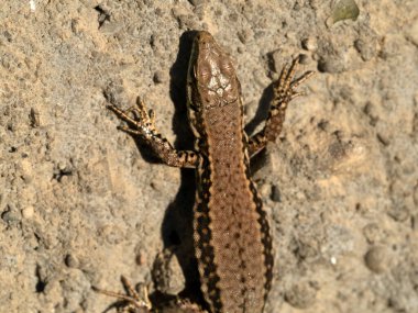 Genç kertenkele makro detayı kapat