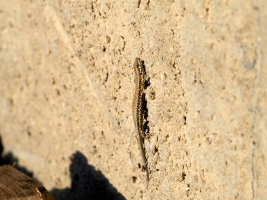 Genç kertenkele makro detayı kapat