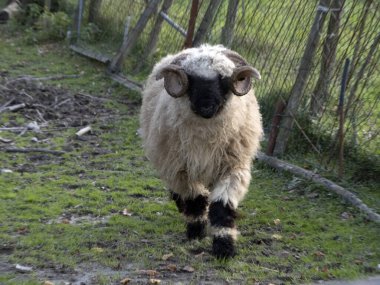 mouflon sana geliyor portre