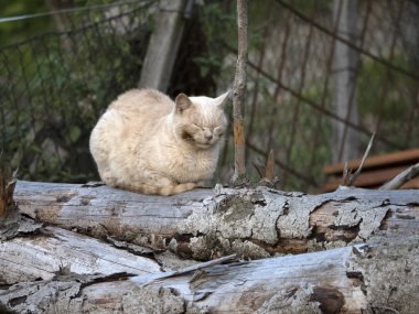 Kedi vahşi doğada dinleniyor.